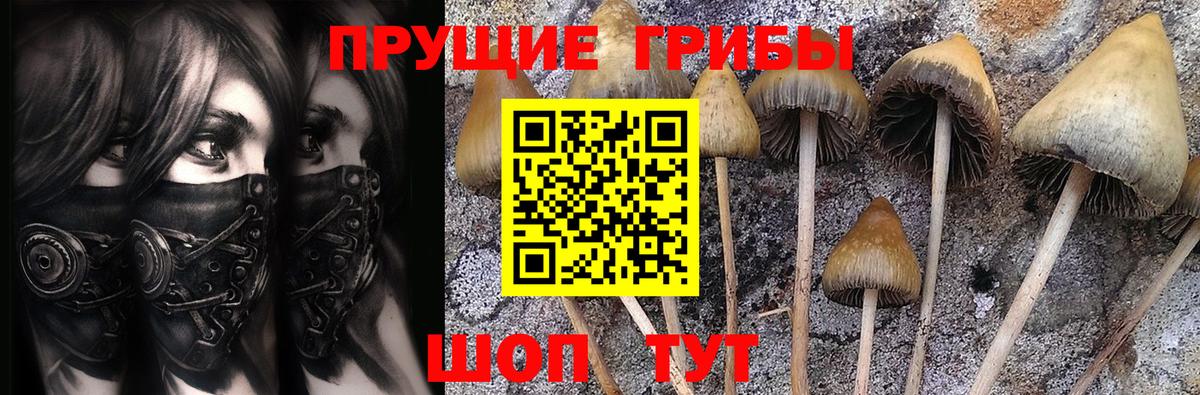 Псилоцибиновые грибы Psilocybe Котлас